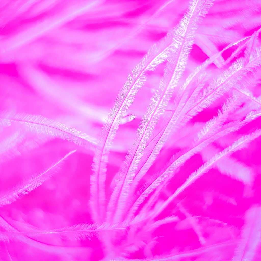 Shocking Hot Pink 2 Ply Ostrich Feather Boa