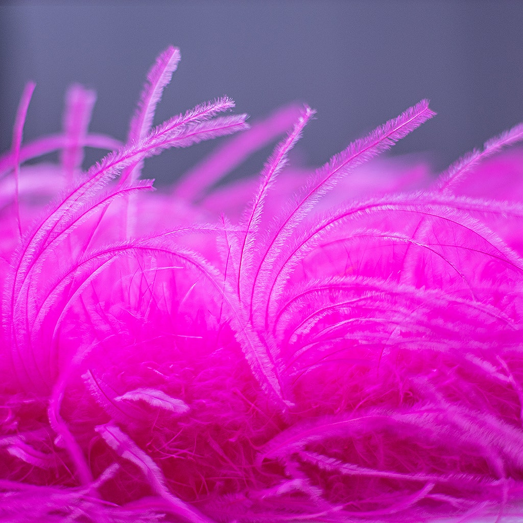 Shocking Hot Pink 2 Ply Ostrich Feather Boa