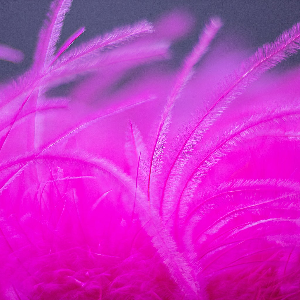Shocking Hot Pink 2 Ply Ostrich Feather Boa