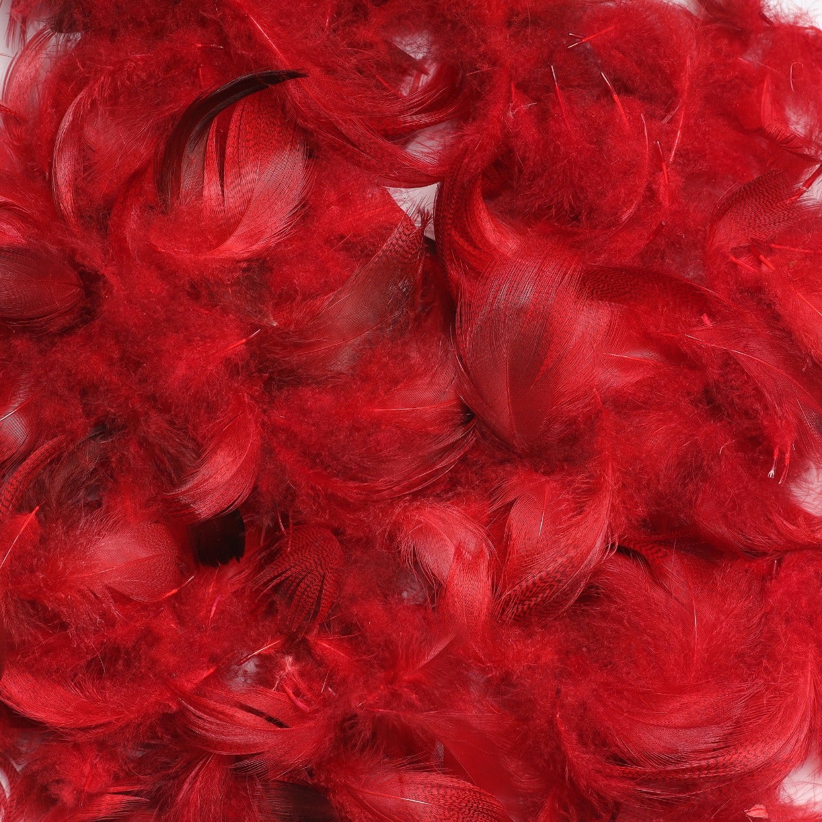 Duck Plumage Mallard Feathers - Red