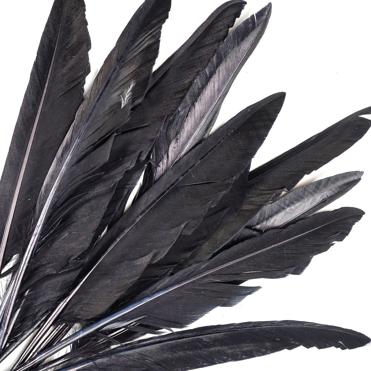 Loose Duck Pointers Shaded-Dyed - Black