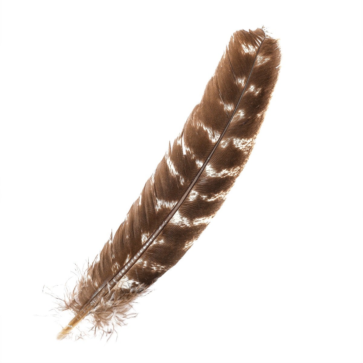 BARRED TURKEY QUILLS WING FEATHERS 8-12" - NATURAL