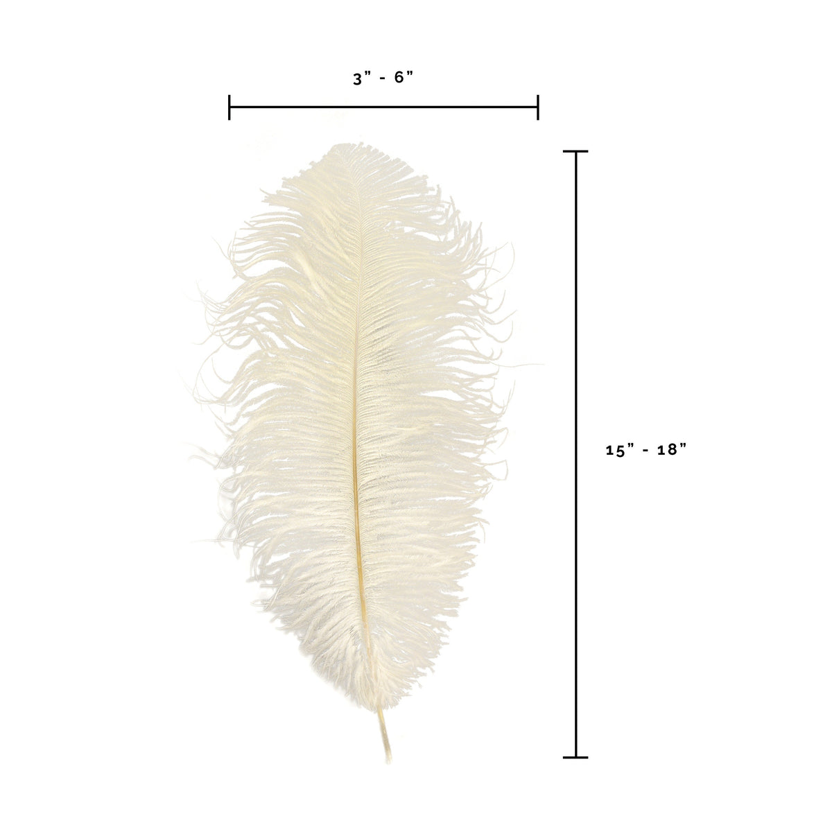 Ostrich Feathers-Narrow Drabs - Ivory