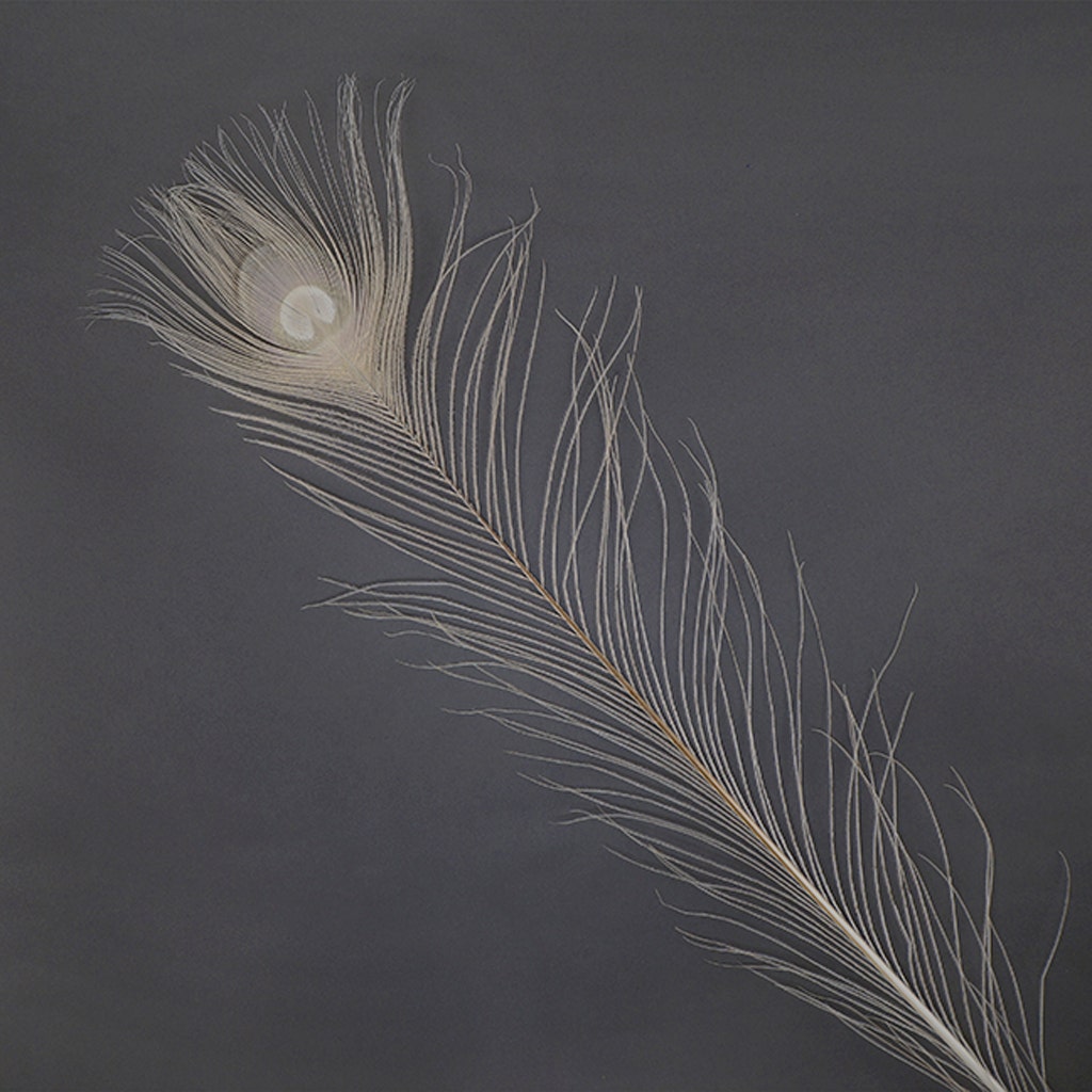 Peacock Tail Eyes Bleached Dyed - Ivory - 30 - 40"
