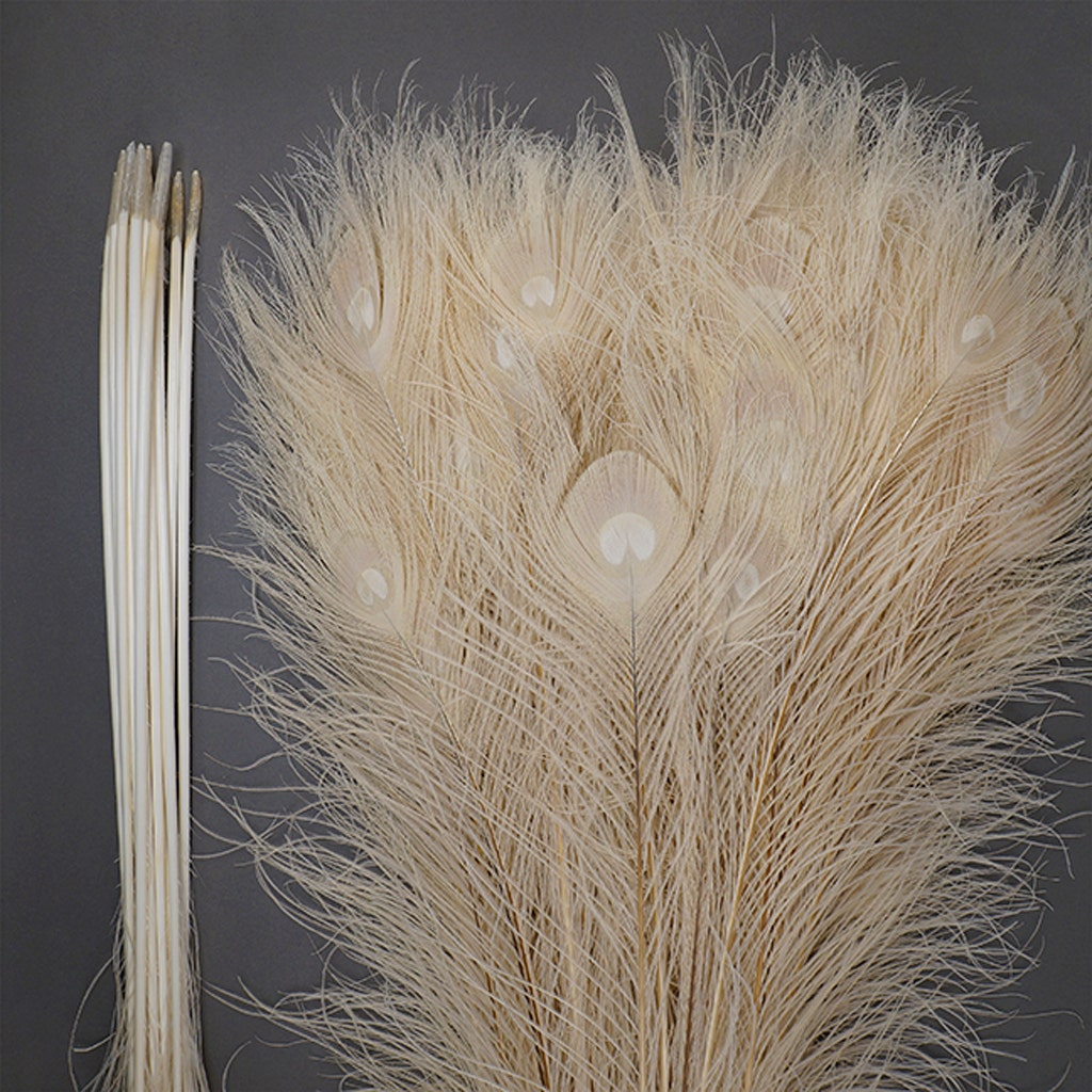 Peacock Eyes Bleached/Dyed - Ivory 30-40" - 10 PC
