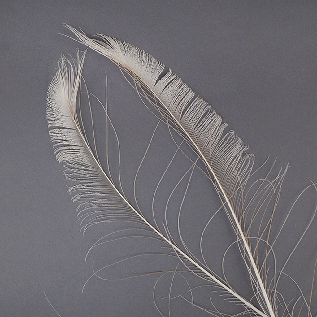 Peacock Swords Bleached/Dyed - Ivory