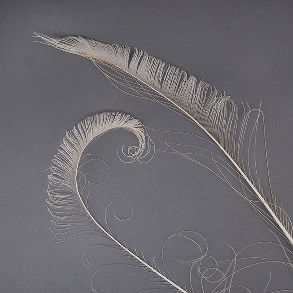 Peacock Swords Bleached/Dyed - Ivory