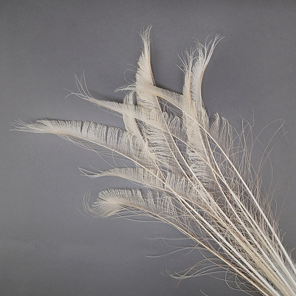 Peacock Swords Bleached/Dyed - Ivory