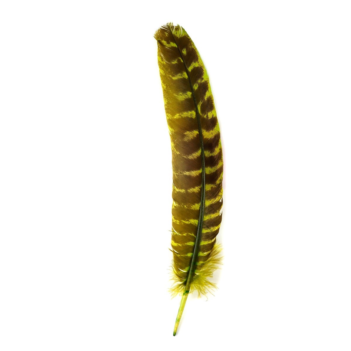 Barred Turkey Quills Wing Feathers 8-12" - Fluorescent Chartreuse