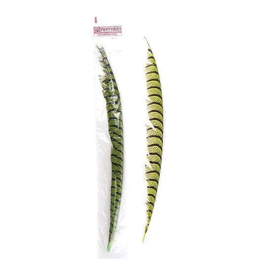 Lady Amherst Pheasant Tails - Lime