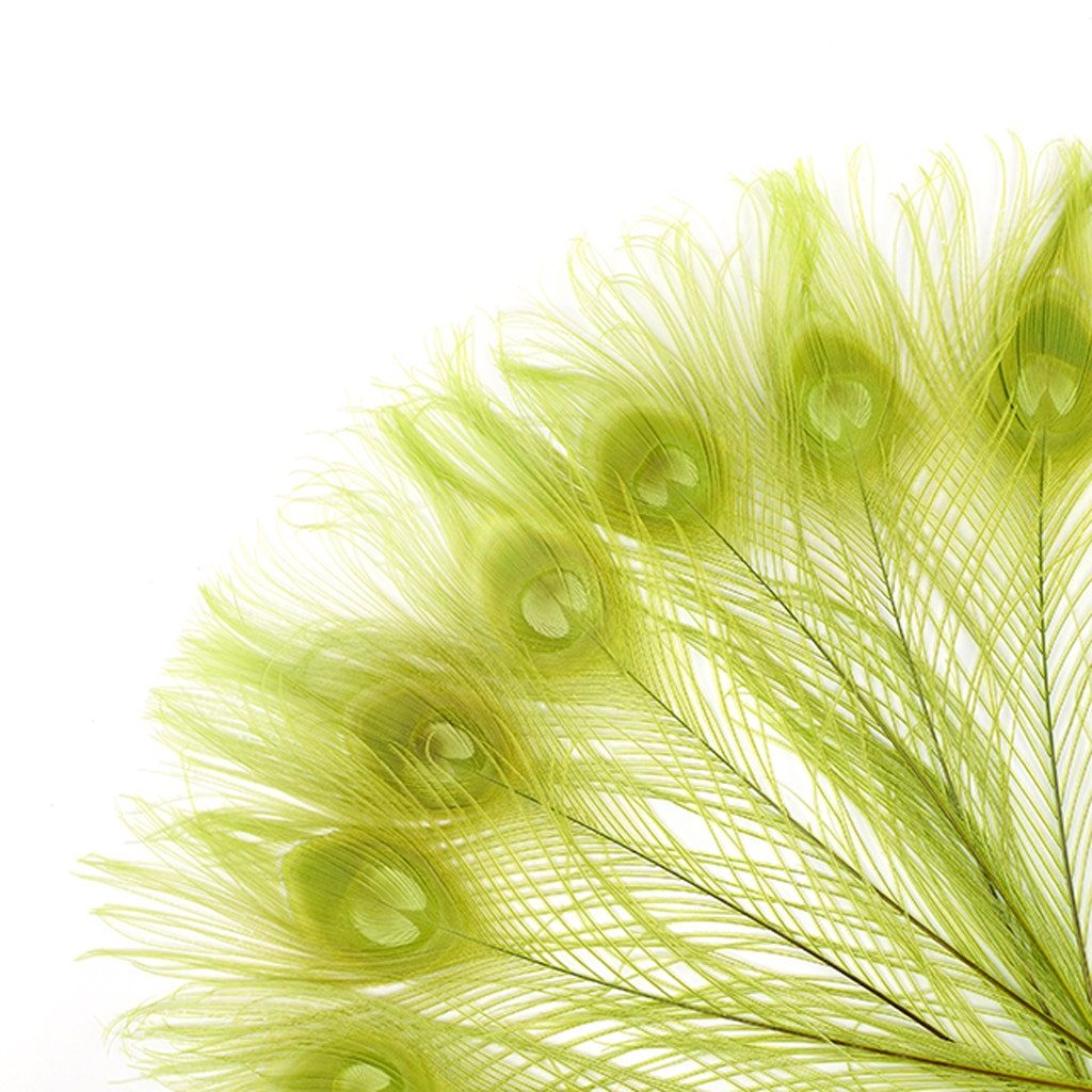 Peacock Tail Eyes Bleached and Dyed - 8-15” - 100 pc - Lime