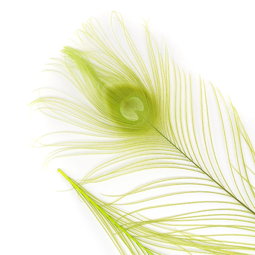 Peacock Tail Eyes Bleached and Dyed - 8-15” - 100 pc - Lime