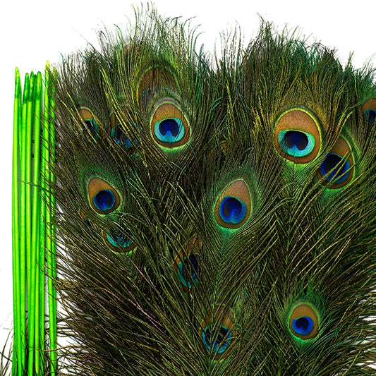 Peacock Tail Eyes Stem Dyed - 25-40 Inch - 100 PCS - Lime