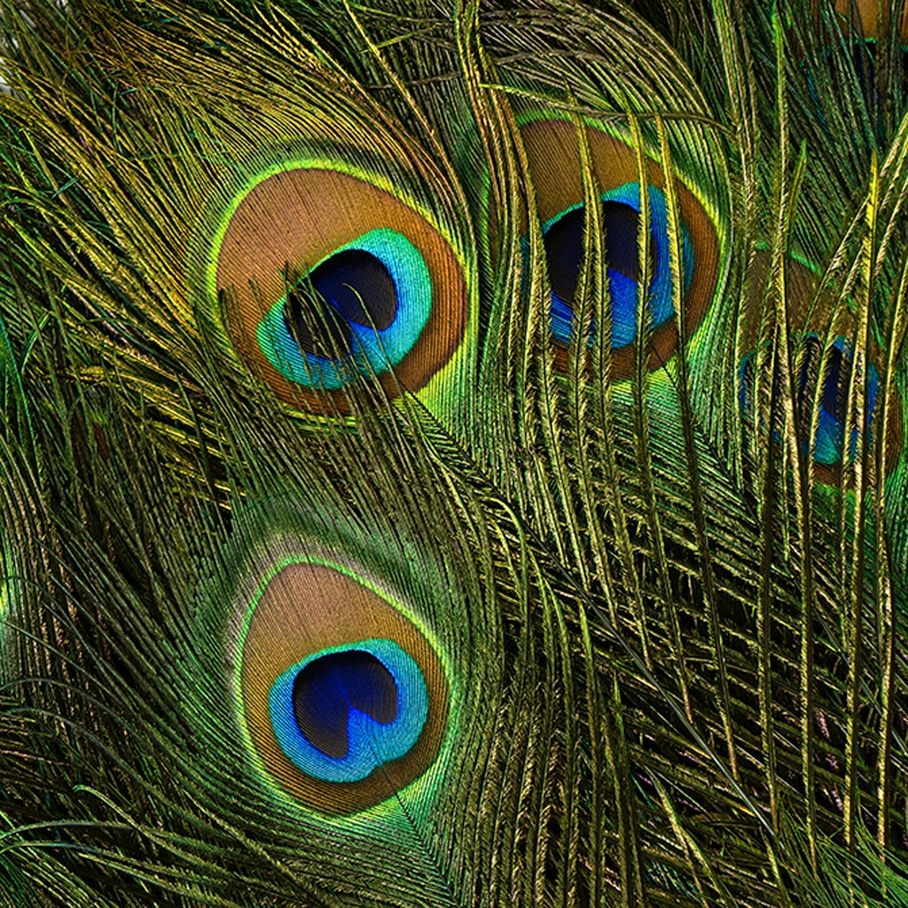 Peacock Tail Eyes Stem Dyed - 25-40 Inch - 100 PCS - Lime