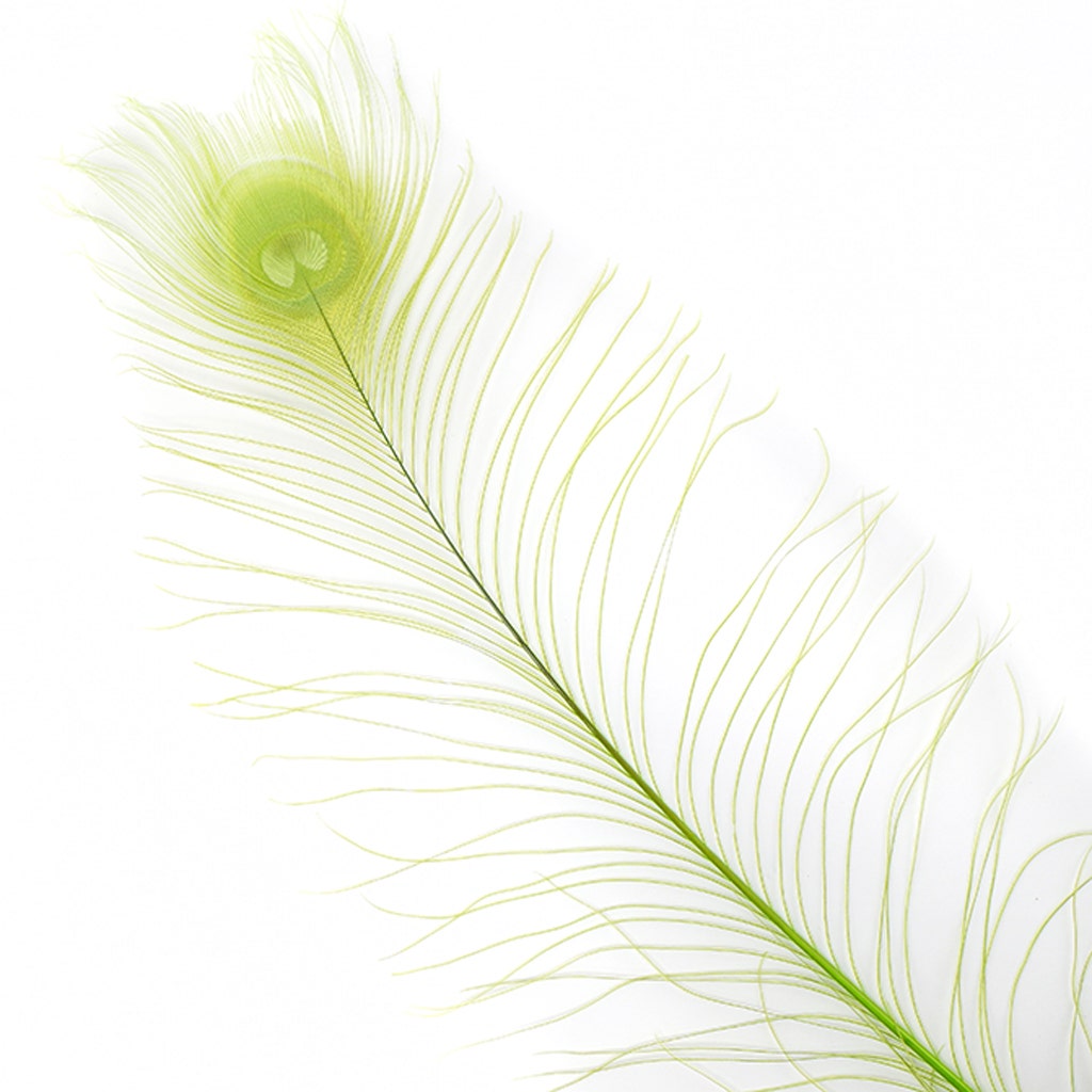 Peacock Tail Eyes Bleached Dyed - Lime