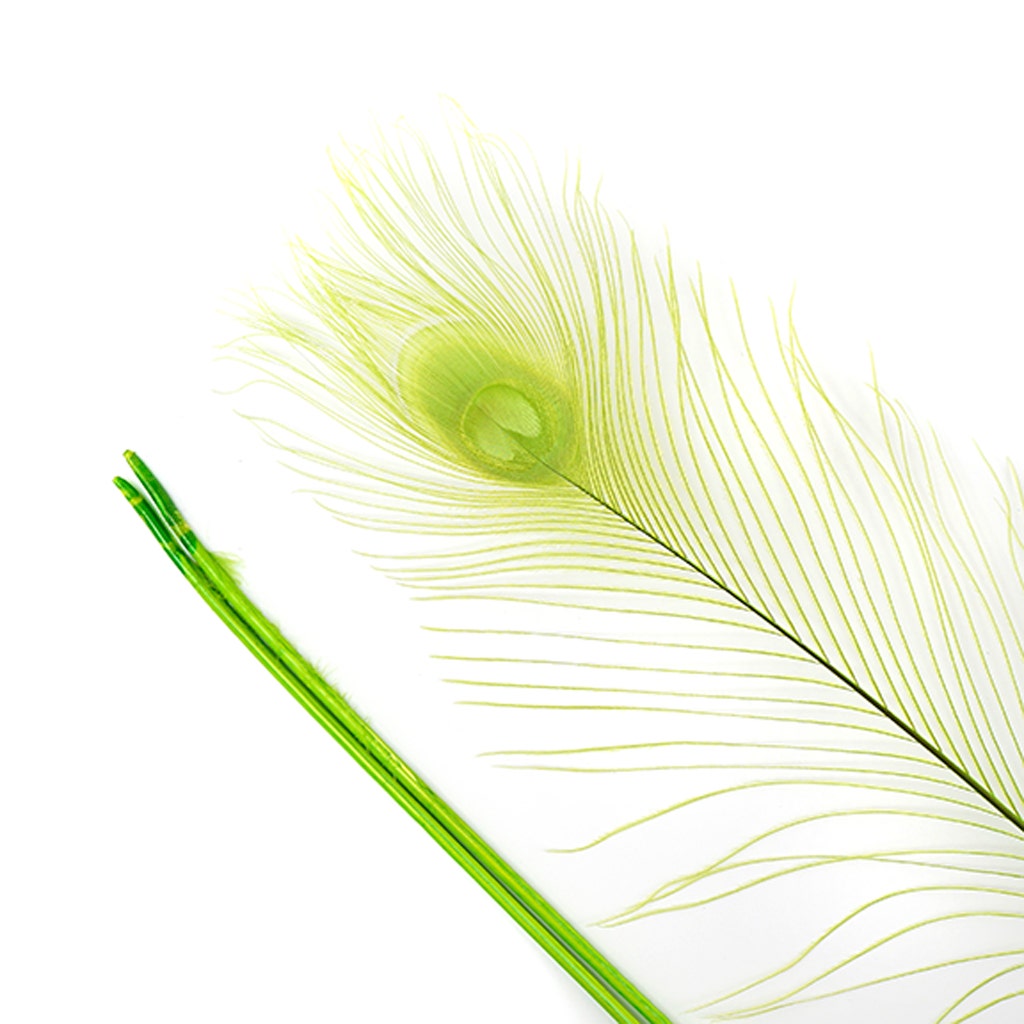 Peacock Tail Eyes Bleached Dyed - Lime