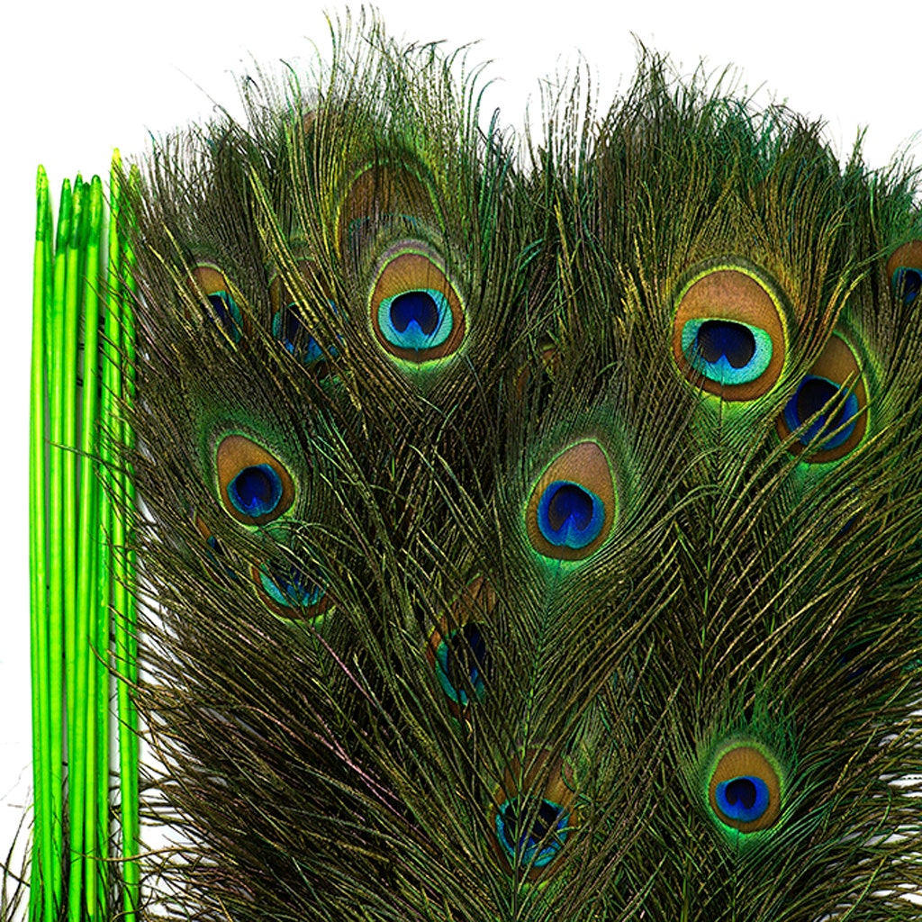 Peacock Feather Eyes Stem Dyed - Lime