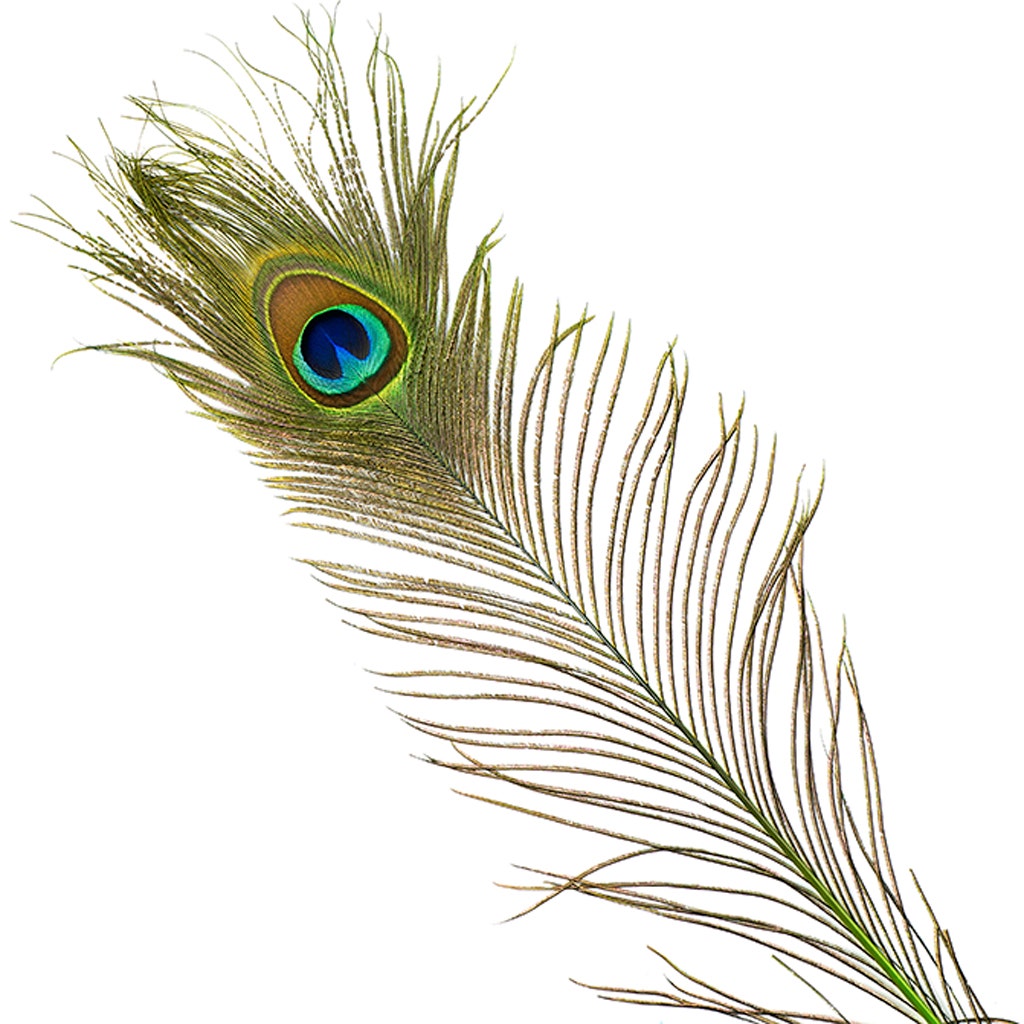 Peacock Feather Eyes Stem Dyed - Lime