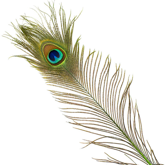 Peacock Feather Eyes Stem Dyed - Lime