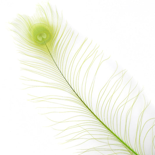 Peacock Eyes Bleached/Dyed - Lime 30-40" - 10 PC