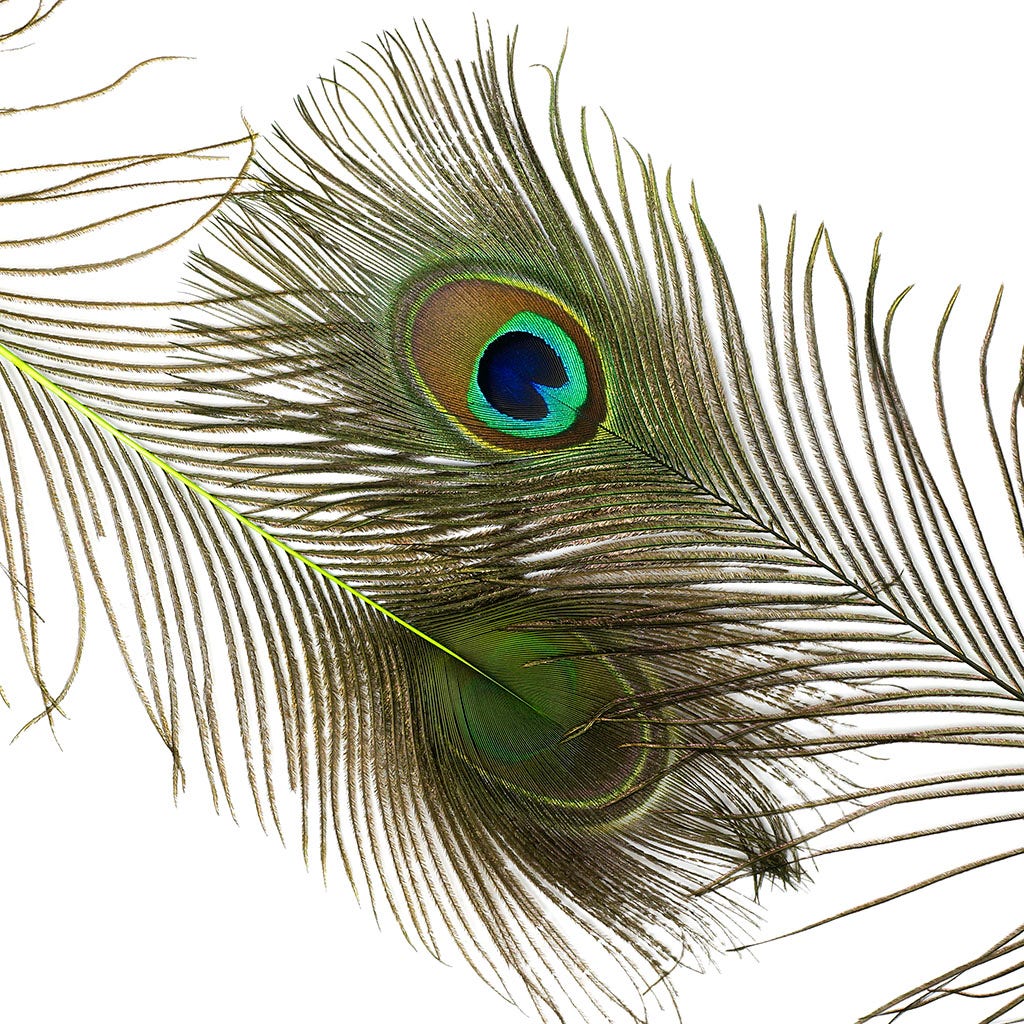 Peacock Feather Eyes Dyed Stem Lime