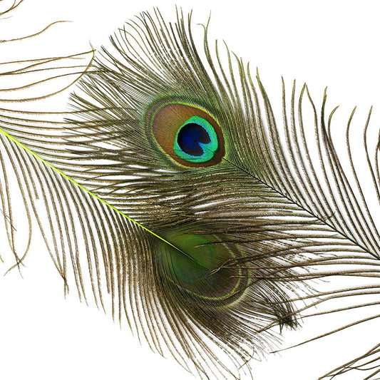 Peacock Feather Eyes Dyed Stem Lime