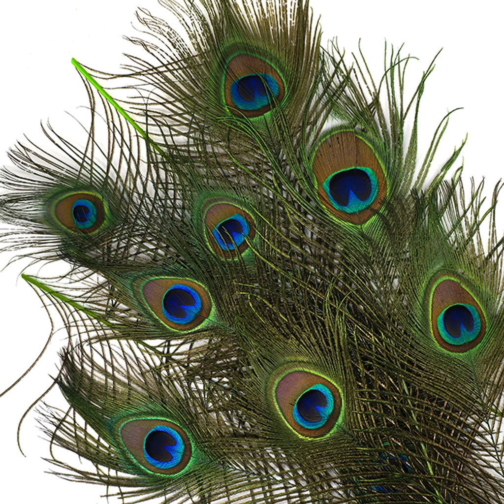Peacock Tail Eyes Stem Dyed - Lime