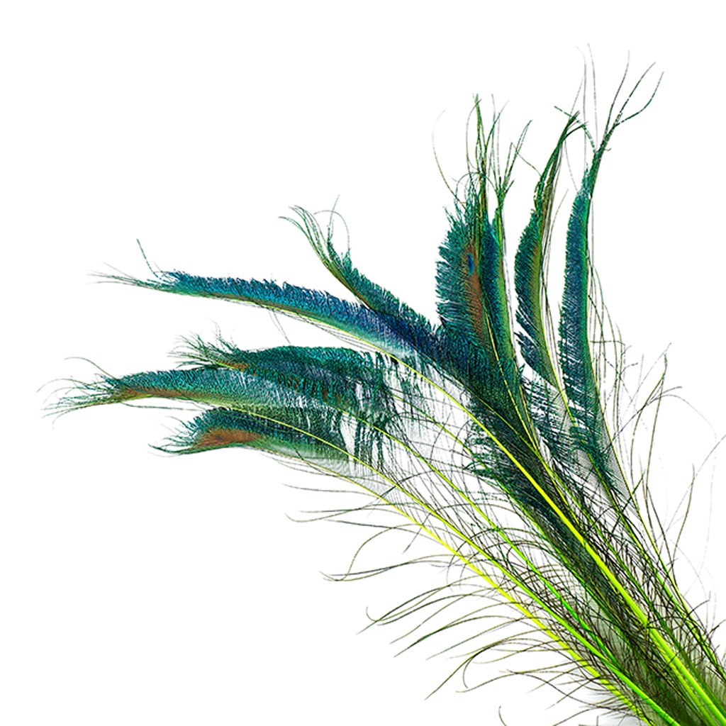 Peacock Swords Stem Dyed - Lime