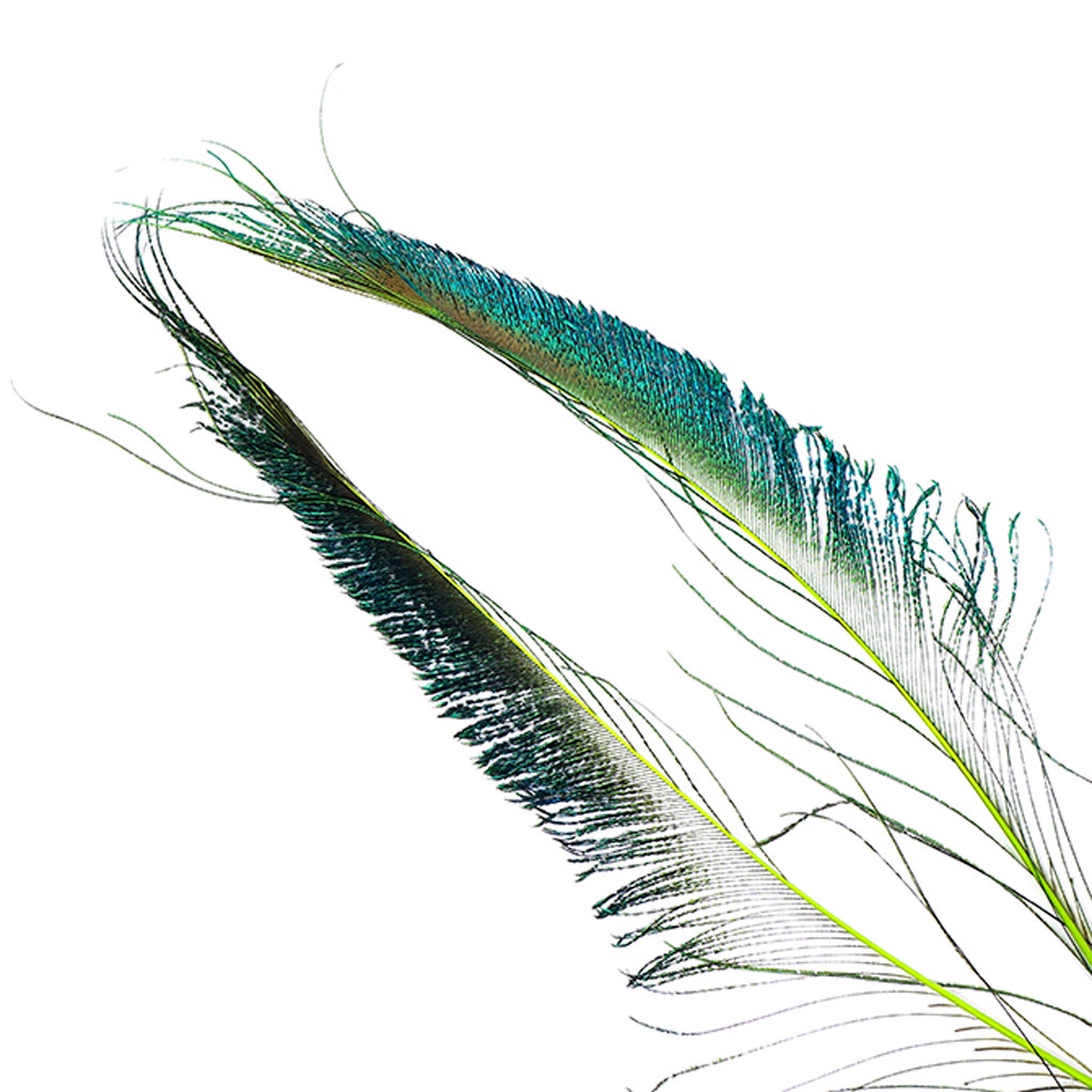Bulk Peacock Sword Feathers Stem Dyed - 100 pc - 25-40" - Lime