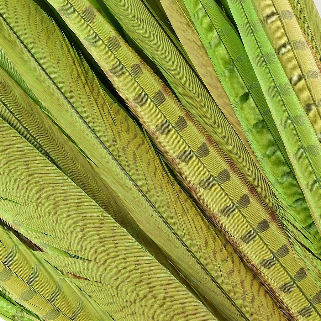 Assorted Pheasant Tails Dyed - Lime