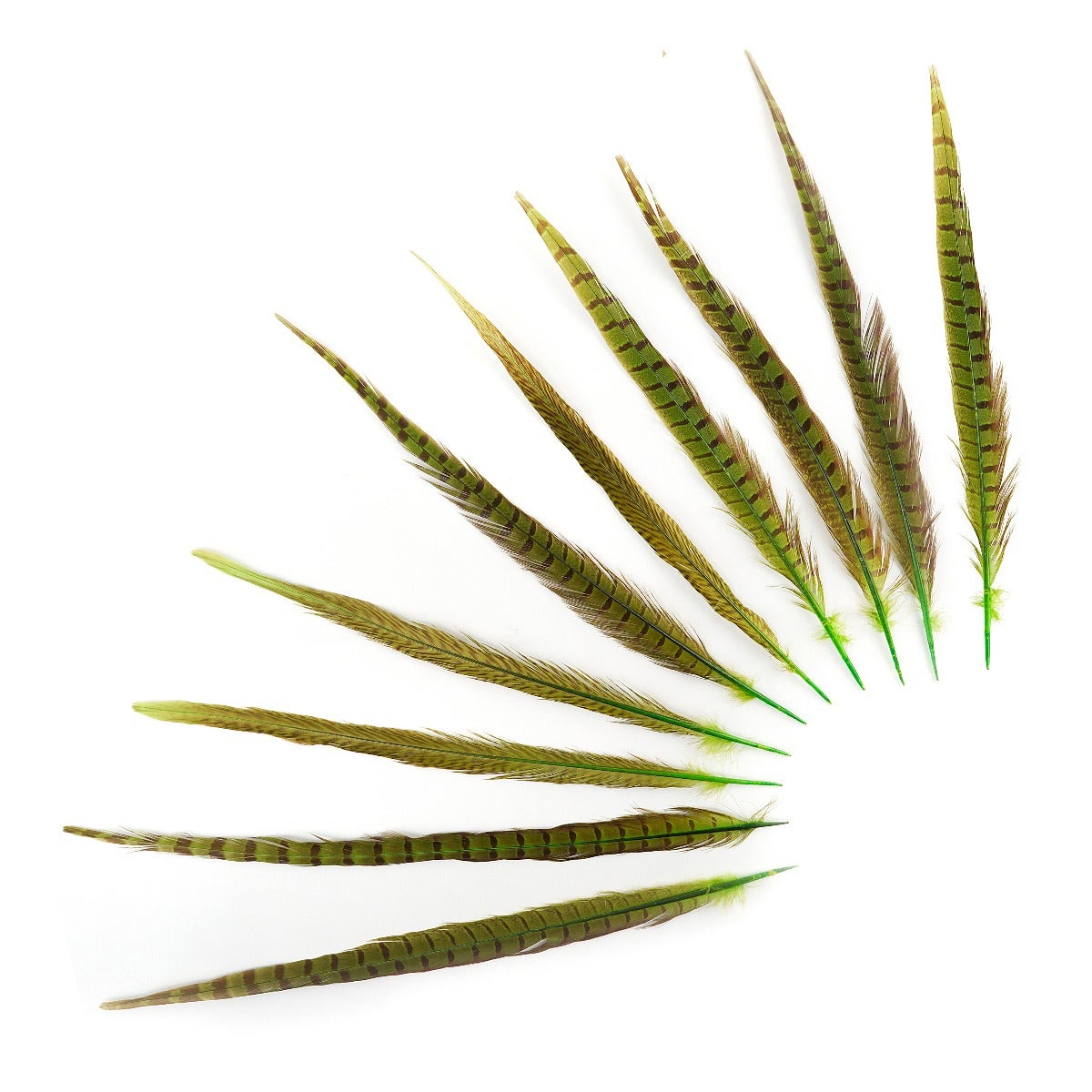 Pheasant Tails Assorted Bleached - Lime