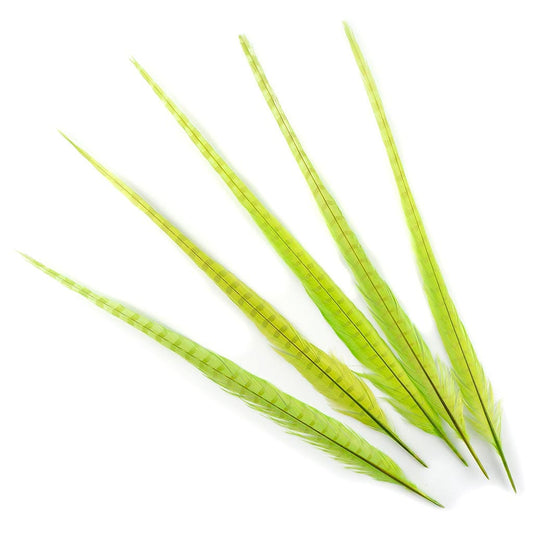 Ringneck Pheasant Tails Bleached & Dyed Lime