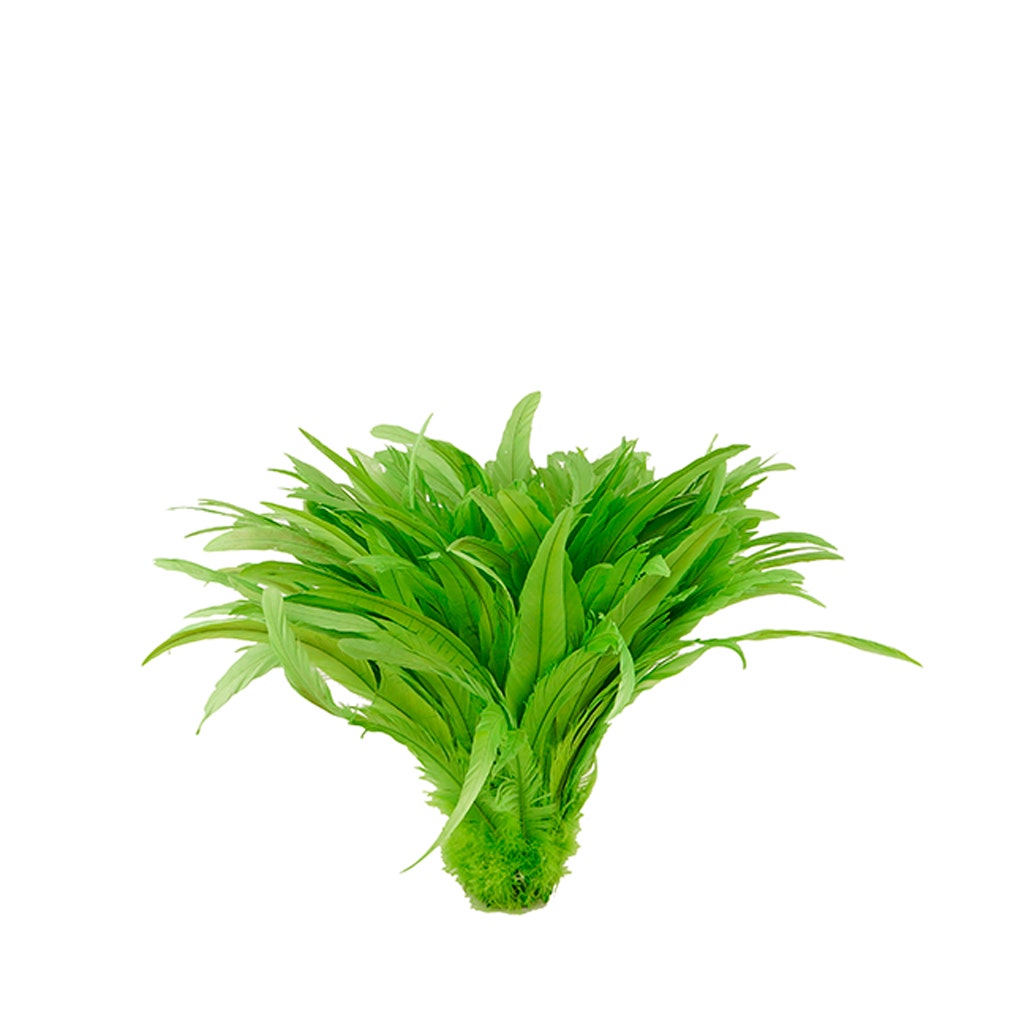 Rooster Coque Tails-Bleach-Dyed - Lime