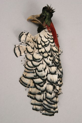 Lady Amherst Pheasant Crest #3 - Natural