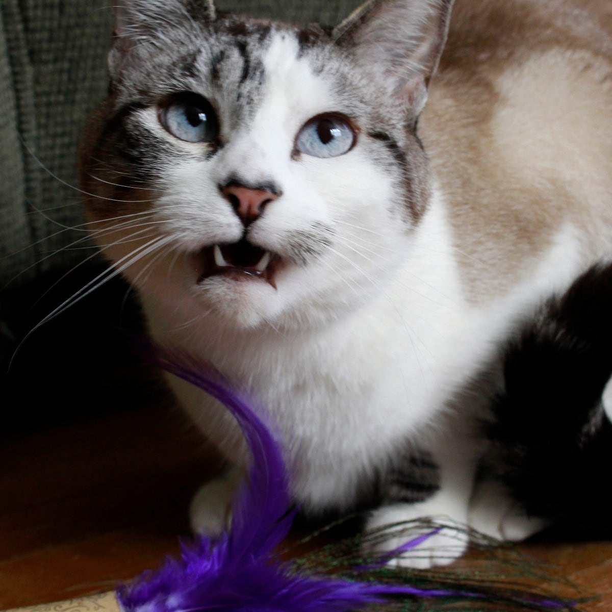 Cat Toy Kit - Red - Regal