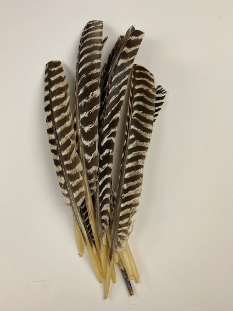 Barred Turkey Pointer Feathers - Right Wing - 12 PC - Natural