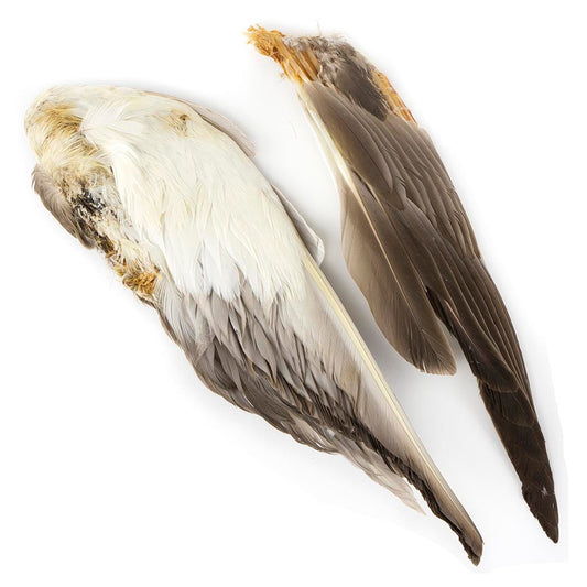 Grey Duck Wing #2 Grade Natural