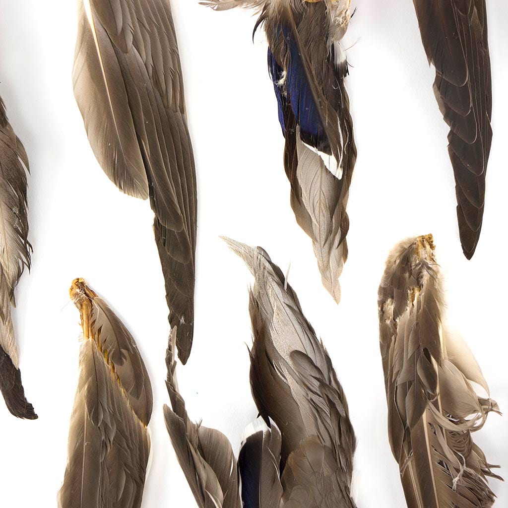 Grey Duck Wing #2 Grade Natural