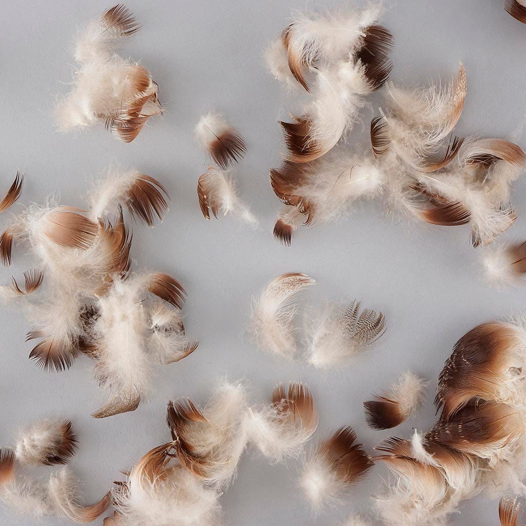 Lemon Wood Duck Plumage - Natural