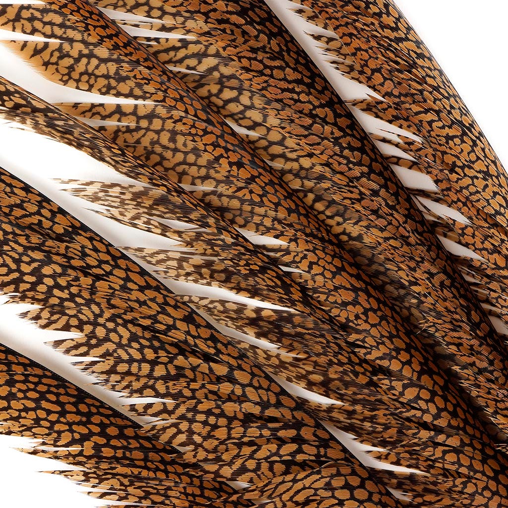 1 PC Golden Pheasant Center Tails 20-30" - Natural