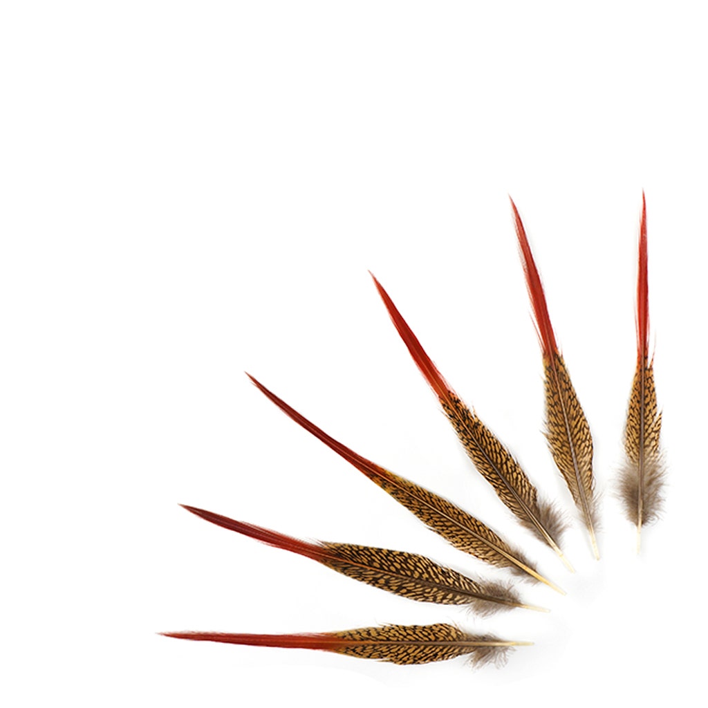 Golden Pheasant Red Top Tail Feathers - Natural - 8 - 10"