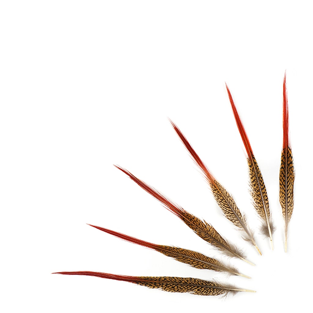 Golden Pheasant Red Top Tails - Natural-10-12"