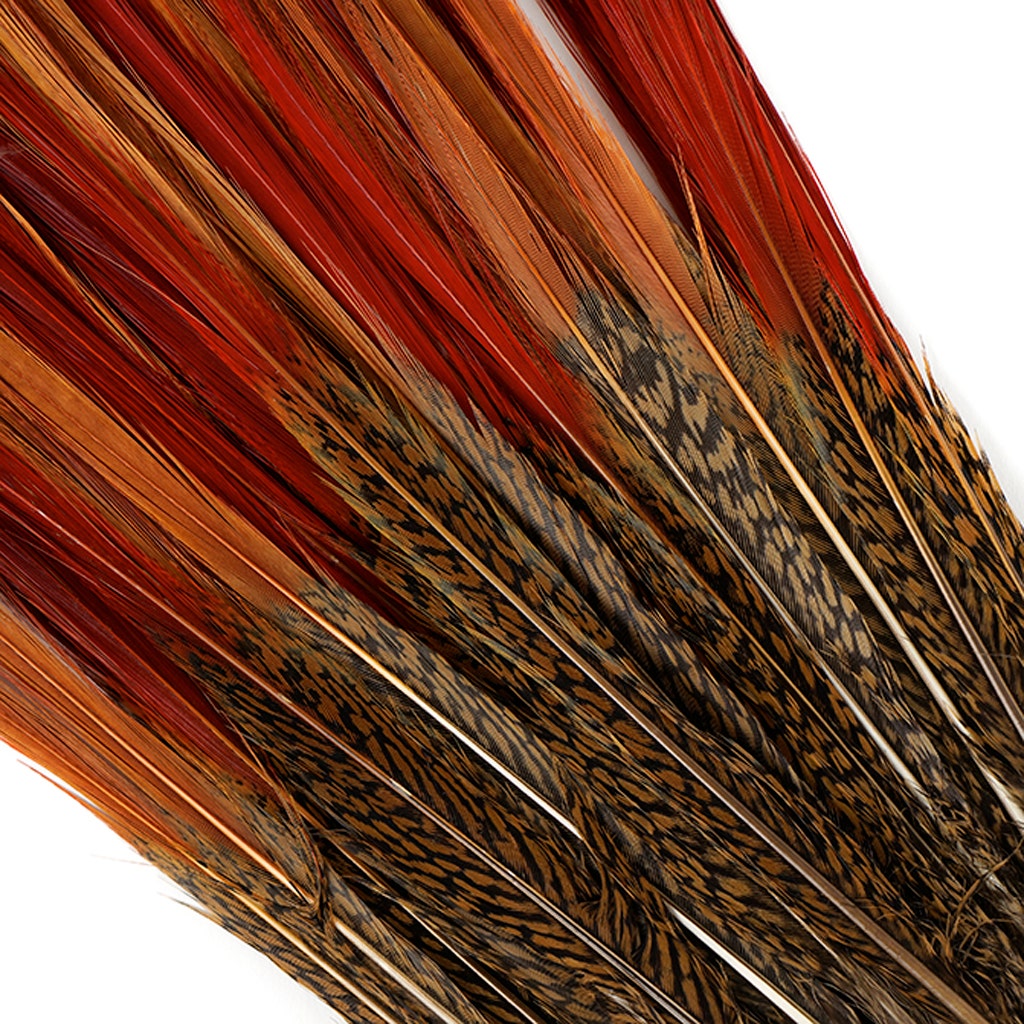 Golden Pheasant Red Top Tails - Natural-10-12"