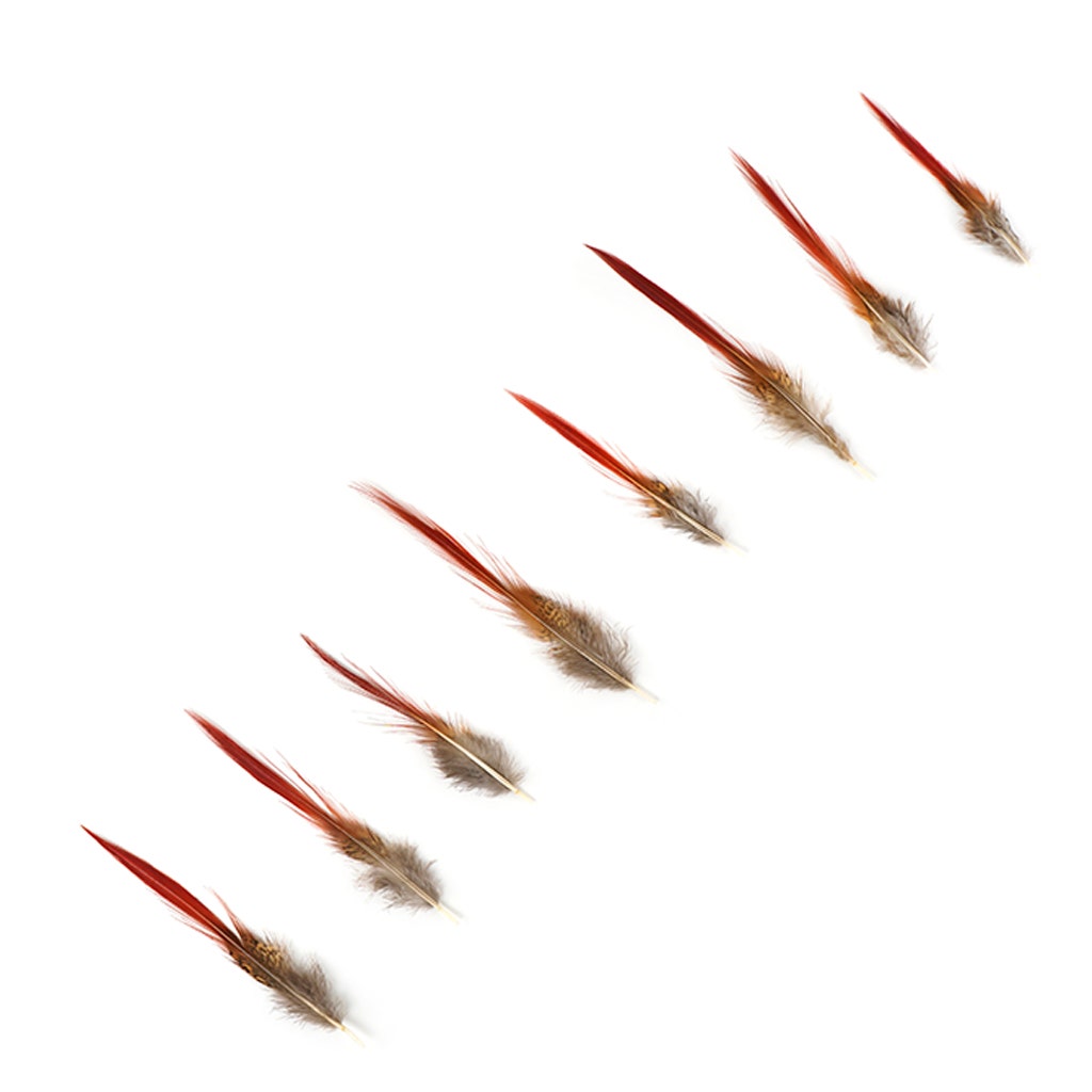 Golden Pheasant Red Top Tails - Natural-4-6"