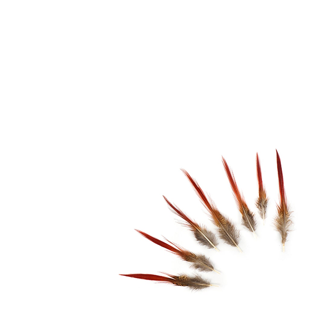 10 PC/PKG Golden Pheasant Red Top Tails 4-6" - Natural