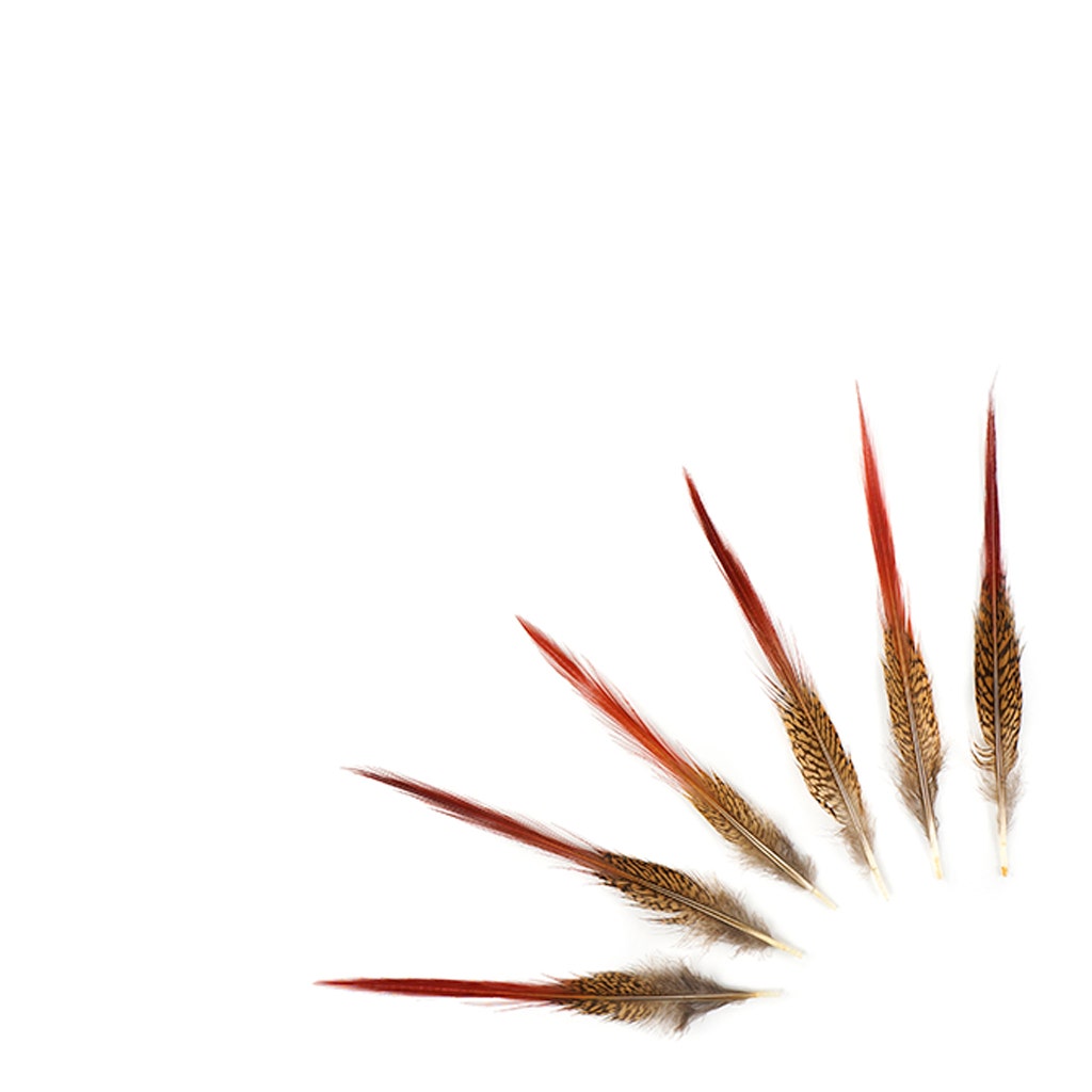 10 PC/PKG Golden Pheasant Red Top Tails 6-8" - Natural