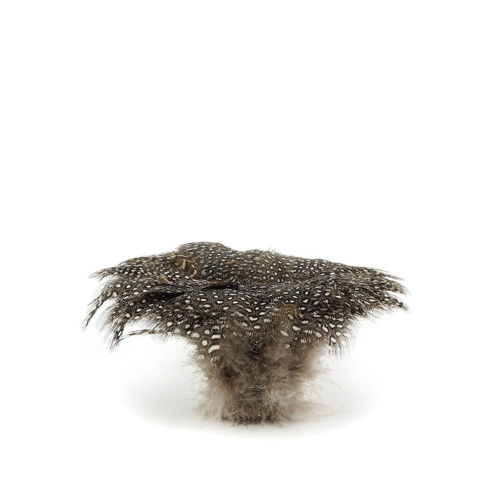 Guinea Plumage Feathers - Natural