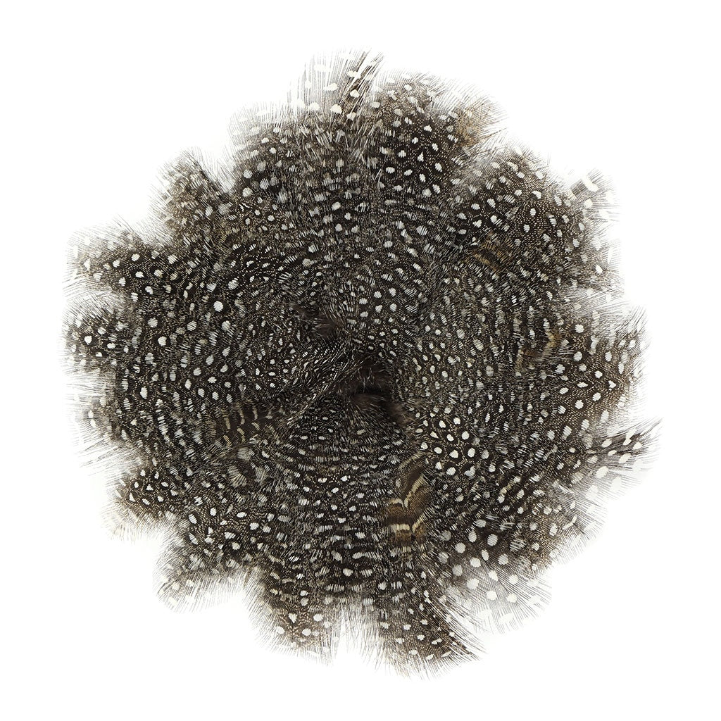 Guinea Plumage Feathers - Natural