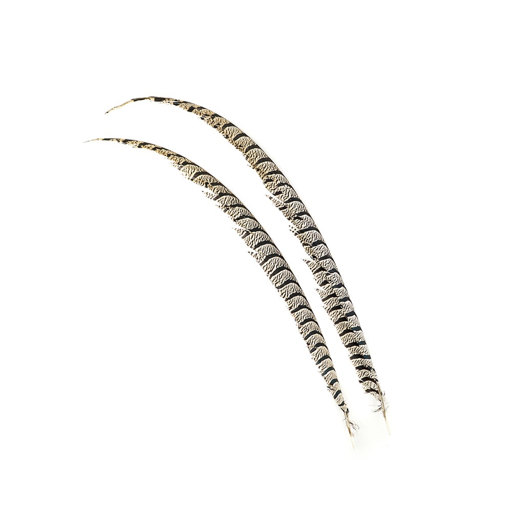 Lady Amherst Pheasant Tail Feathers - Natural