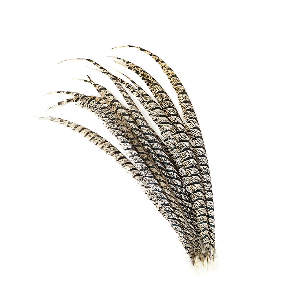 Lady Amherst Pheasant Tail Feathers - Natural